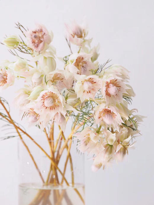 新娘花【你我有幸，一起说声我愿意】简小姐精选 南非进口超稀有高端仙女系花材 新娘花 2束包邮 下单5天发货 商品图8