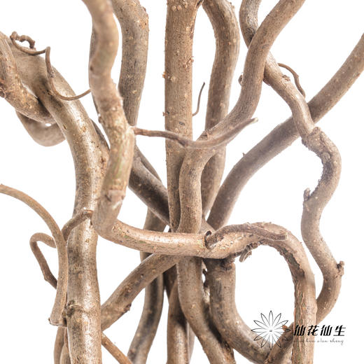 荷兰花材 | 榛枝Corylus Contorta 商品图2
