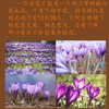 藏红花，一盒5g 商品缩略图6