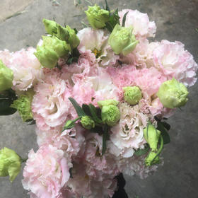 【徽上云花】（AA级）洋桔梗·阳光粉