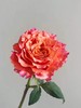 火灵鸟玫瑰【你是不死鸟，浴火涅槃，生生不息】简小姐精选 稀有热情橙黄色渐变进口品种卷边玫瑰-火灵鸟 9+1枝(防花损）2束包邮 48小时发货 商品缩略图8