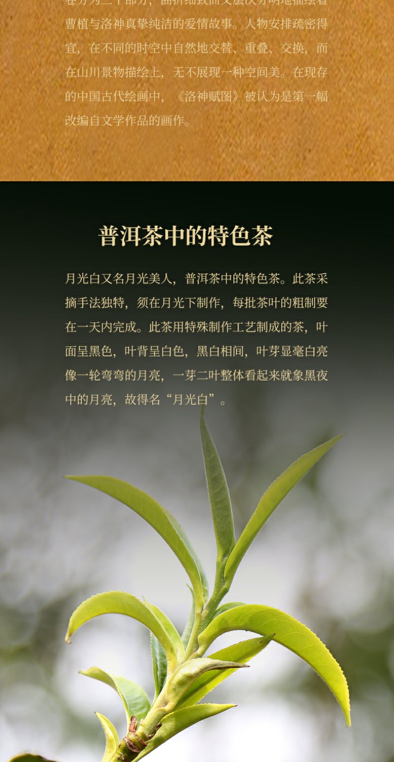 茶丨普润心堂云南大叶种普洱生茶高山乔木头春非福鼎月光白茶香甜耐泡
