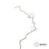 荷兰花材 | 榛枝Corylus Contorta 商品缩略图5
