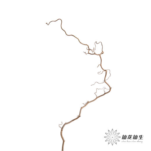 荷兰花材 | 榛枝Corylus Contorta 商品图5