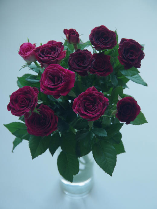 多头紫罗兰【你说的每句漫不经心的话，都在我心头开出了漫山遍野的花】简小姐精选 新品复古高贵暗红色绒多头玫瑰 紫罗兰 9+1枝(防花损）2束包邮 72小时发货 商品图8