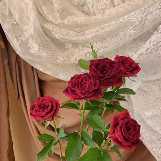 多头紫罗兰【你说的每句漫不经心的话，都在我心头开出了漫山遍野的花】简小姐精选 新品复古高贵暗红色绒多头玫瑰 紫罗兰 9+1枝(防花损）2束包邮 72小时发货 商品图10