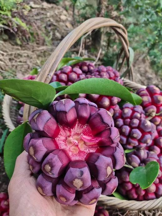 房县现摘黑老虎布福娜 商品图3