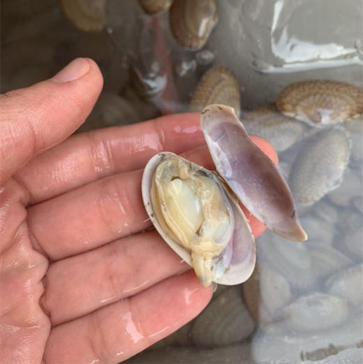 新鲜花甲螺北海野生超大花甲螺两斤起拍个大饱满足斤足两新鲜营养绝不