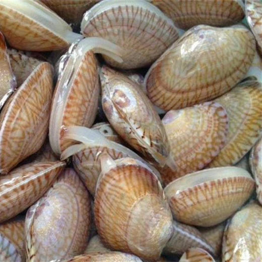 新鲜花甲螺北海野生超大花甲螺两斤起拍个大饱满足斤足两新鲜营养绝不