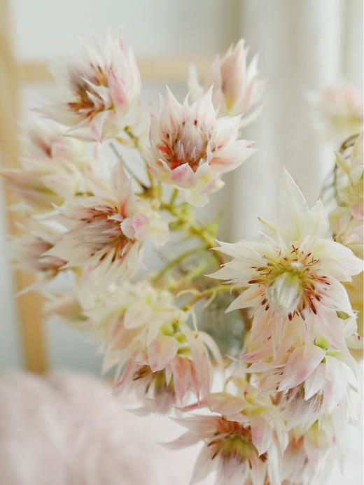 新娘花【你我有幸，一起说声我愿意】简小姐精选 南非进口超稀有高端仙女系花材 新娘花 2束包邮 下单5天发货 商品图5