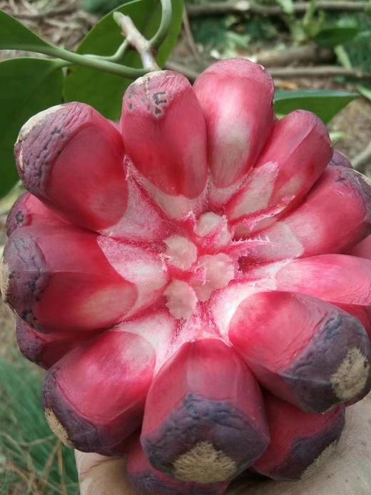 房县现摘黑老虎布福娜 商品图2