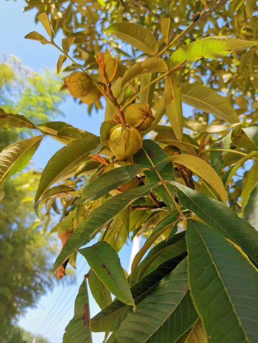 【野山核桃】无添加 / 最新 /炭烤/现货/ 1包直降10元/拍3包送1包 商品图3