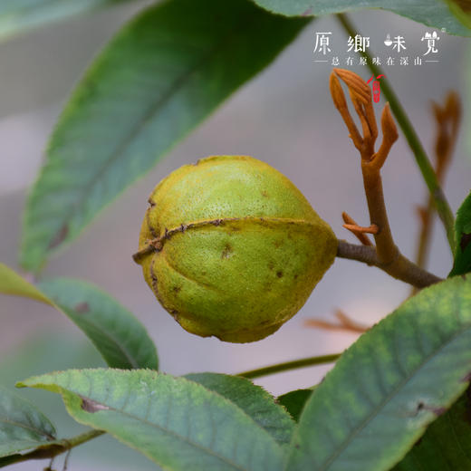 生态山核桃仁（成都仓库-顺丰快递） |  100g/袋，来自浙江杭州，生产者：潘姐，梨子哥【合作生产，公平贸易】 商品图4