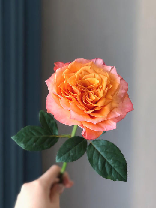 火灵鸟玫瑰【你是不死鸟，浴火涅槃，生生不息】简小姐精选 稀有热情橙黄色渐变进口品种卷边玫瑰-火灵鸟 9+1枝(防花损）2束包邮 48小时发货 商品图13