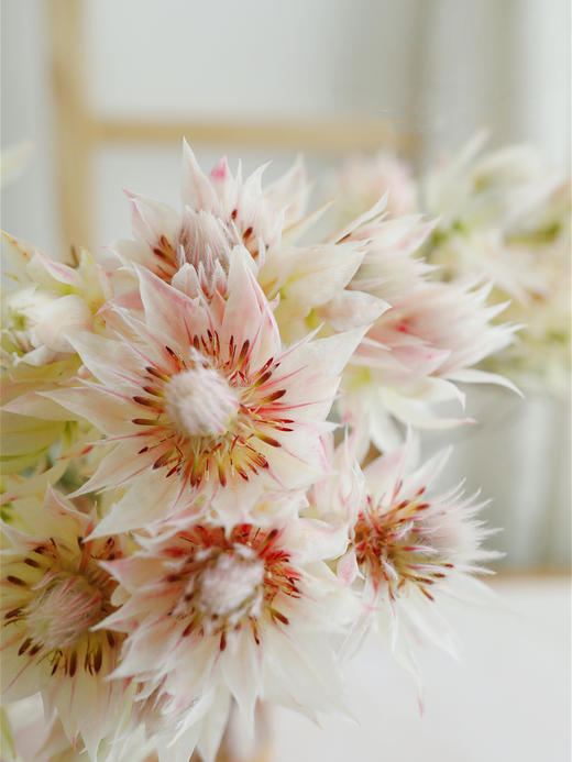 新娘花【你我有幸，一起说声我愿意】简小姐精选 南非进口超稀有高端仙女系花材 新娘花 2束包邮 下单5天发货 商品图1