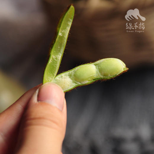 生态毛豆 | 合作生产*Eco green soy bean | Coproduction 商品图3