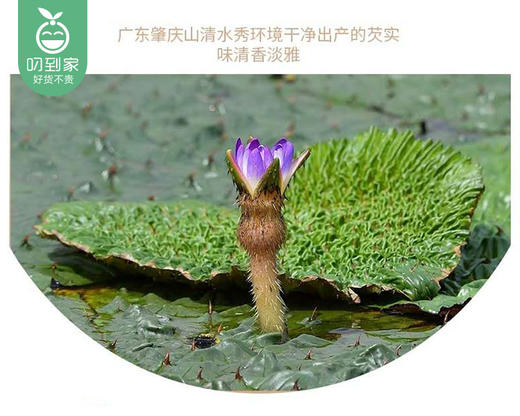 肇庆精选芡实（干货）/1罐（150g）生产日期：25年12月补单专用 商品图2