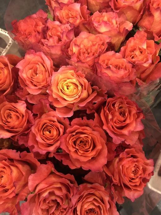 火灵鸟玫瑰【你是不死鸟，浴火涅槃，生生不息】简小姐精选 稀有热情橙黄色渐变进口品种卷边玫瑰-火灵鸟 9+1枝(防花损）2束包邮 48小时发货 商品图9