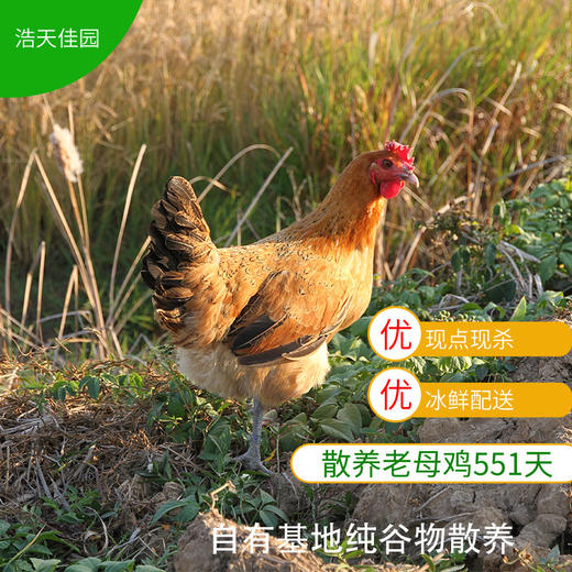 基地散养老母鸡 551天以上（只发南京） 商品图0