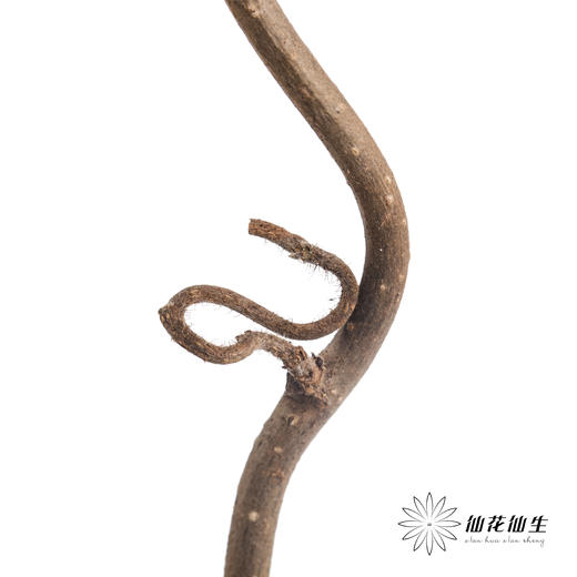 荷兰花材 | 榛枝Corylus Contorta 商品图3