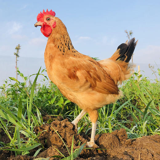 童子鸡 2只装 商品图1