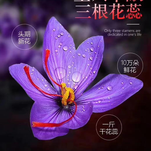 藏红花，一盒5g 商品图2