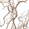 荷兰花材 | 榛枝Corylus Contorta 商品缩略图1