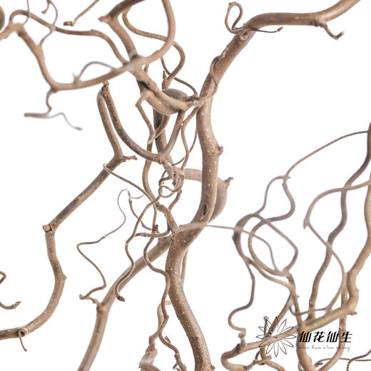 荷兰花材 | 榛枝Corylus Contorta 商品图1