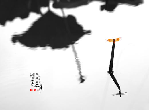 《残荷》主题摄影创作，带你发现残荷之美 商品图3