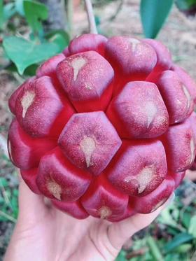 房县现摘黑老虎布福娜