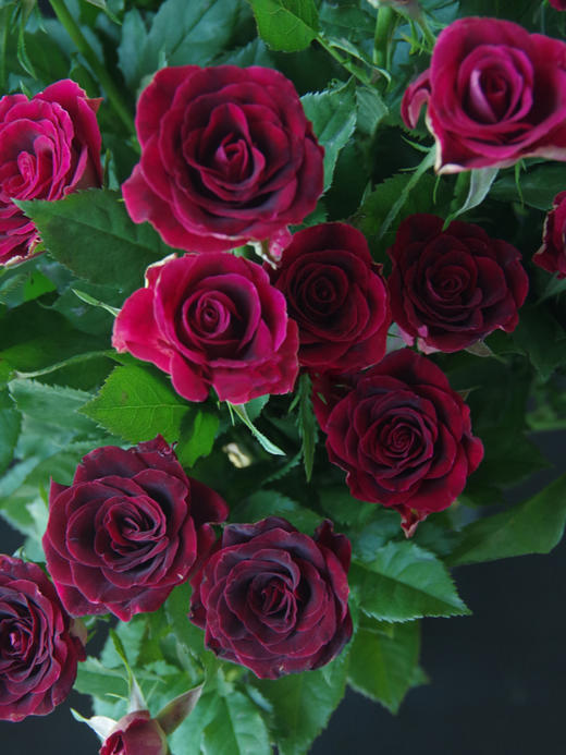 多头紫罗兰【你说的每句漫不经心的话，都在我心头开出了漫山遍野的花】简小姐精选 新品复古高贵暗红色绒多头玫瑰 紫罗兰 9+1枝(防花损）2束包邮 72小时发货 商品图4