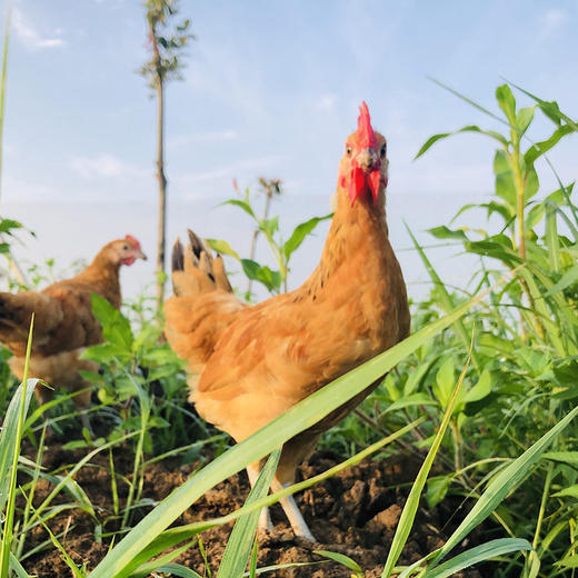 童子鸡 2只装 商品图0