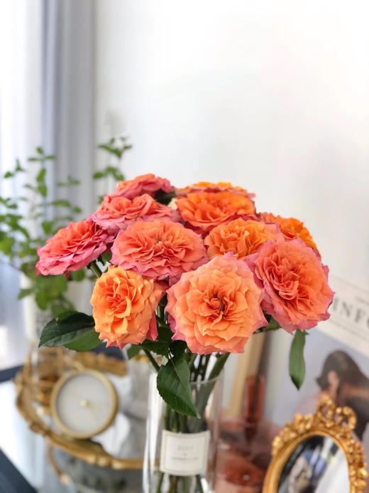 火灵鸟玫瑰【你是不死鸟，浴火涅槃，生生不息】简小姐精选 稀有热情橙黄色渐变进口品种卷边玫瑰-火灵鸟 9+1枝(防花损）2束包邮 48小时发货 商品图12