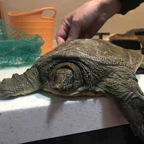 【外塘老甲鱼】无激素生态放养，基地直发