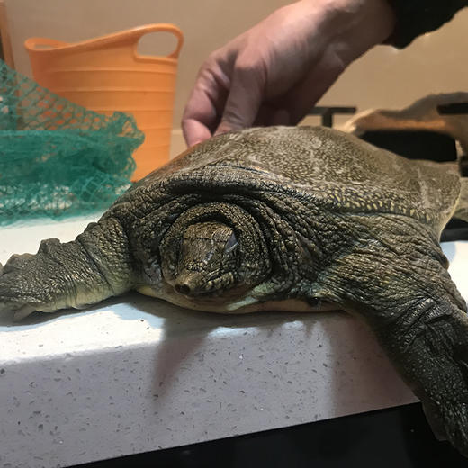 【外塘老甲鱼】无激素生态放养，基地直发 商品图0