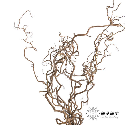 荷兰花材 | 榛枝Corylus Contorta 商品图0