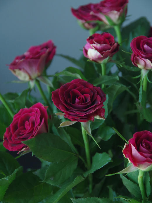 多头紫罗兰【你说的每句漫不经心的话，都在我心头开出了漫山遍野的花】简小姐精选 新品复古高贵暗红色绒多头玫瑰 紫罗兰 9+1枝(防花损）2束包邮 72小时发货 商品图5