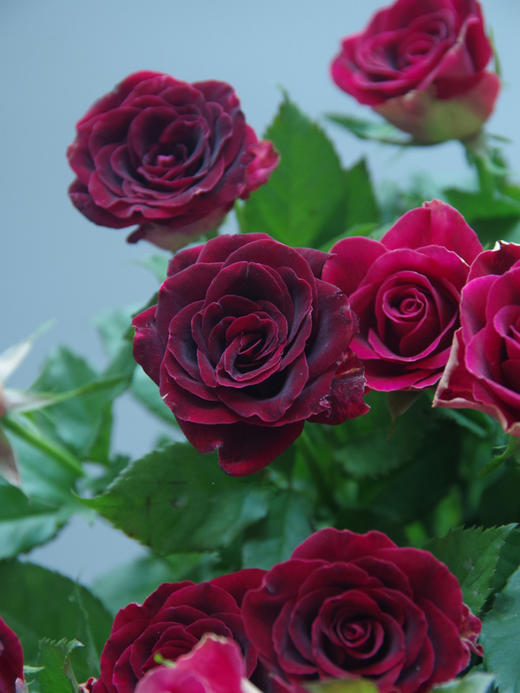 多头紫罗兰【你说的每句漫不经心的话，都在我心头开出了漫山遍野的花】简小姐精选 新品复古高贵暗红色绒多头玫瑰 紫罗兰 9+1枝(防花损）2束包邮 72小时发货 商品图7