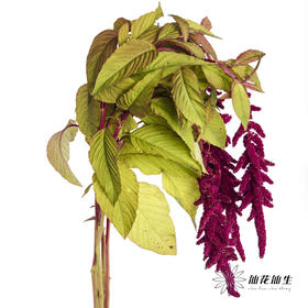 配花 | 吊米红色