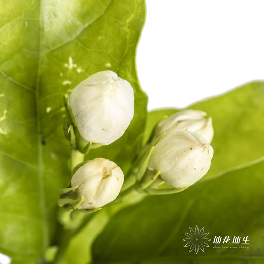 配花 | 茉莉花 商品图4