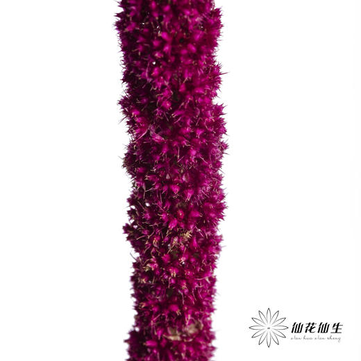 配花 | 吊米红色 商品图3