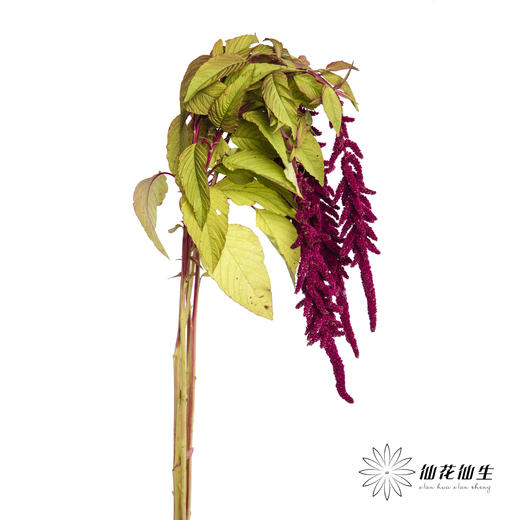 配花 | 吊米红色 商品图4