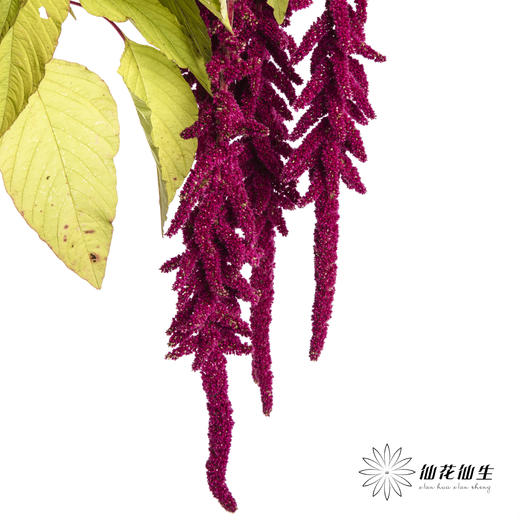 配花 | 吊米红色 商品图2