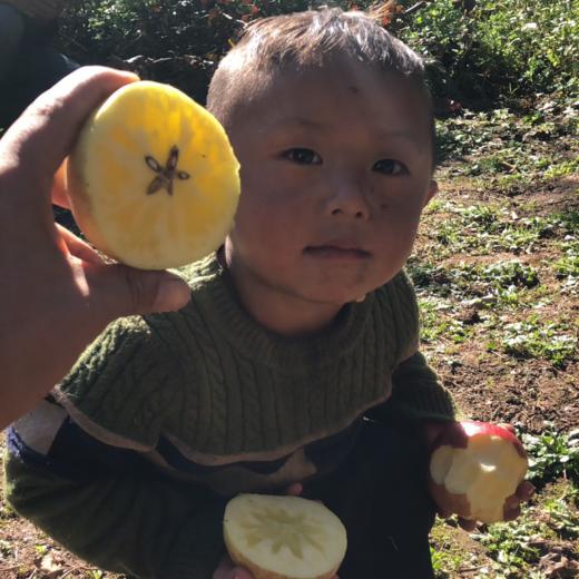 四川大凉山盐源丑苹果，糖分足，脆爽多汁，果味丰富浓郁，甜中带微果酸 商品图5