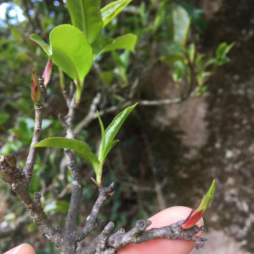 【古树红茶】没有一片新树叶，都是树龄300-700年的老树叶片  传统小木箱发酵/春茶新货包邮 商品图6