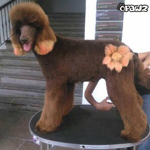 褪浅膏套装 - OPAWZ（小爪印） 商品图5