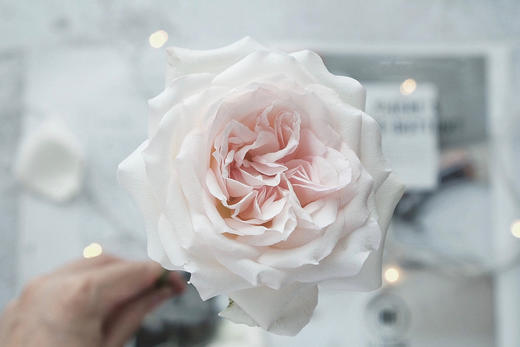 香水女人玫瑰【任世间百媚千红，我自风情万种】简小姐精选 A级稀有温柔浪漫网红玫瑰 香水女人 9+1枝（防花损）2束包邮 48小时发货 商品图4