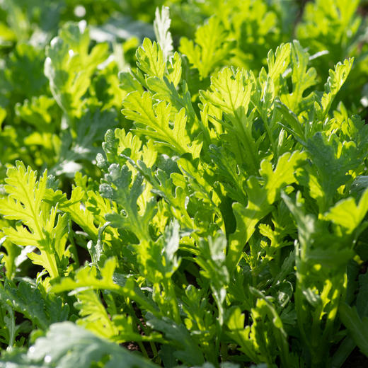 茼蒿
Crown Daisy 商品图2