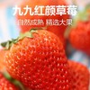 精选丹东99草莓 商品缩略图4