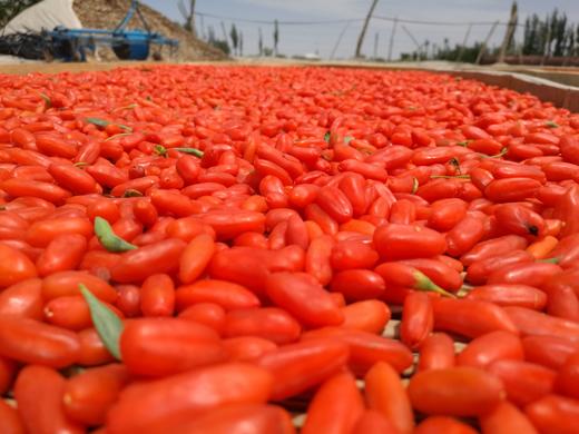 头茬沙漠枸杞 无农药不熏硫 枸杞多糖含量高 商品图2